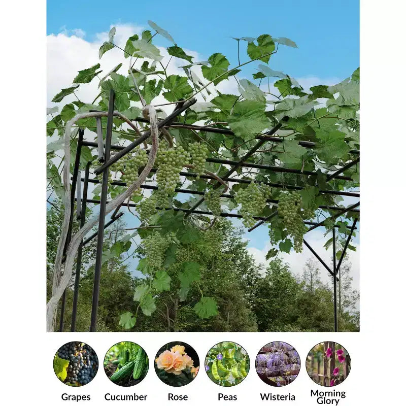 Tonnelle de jardin, Tuteur en métal pour plantes grimpantes d'extérieur, Grande arche de jardin pour plantes grimpantes, concombres, tomates, vignes