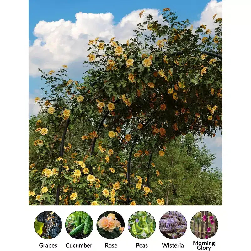 Tonnelle de jardin, Tuteur en métal pour plantes grimpantes d'extérieur, Grande arche de jardin pour plantes grimpantes, concombres, tomates, vignes